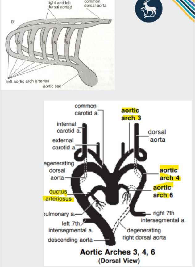 <p>The aortic arches give rise to major vascular structures:</p><p><strong>3rd arches</strong> - <span style="color: purple;">internal and common carotid arteries</span></p><p><strong>Left 4th arch</strong> - definitive<span style="color: purple;"> aortic arch</span></p><p><strong>Right 4th arc</strong>h - proximal part of ri<span style="color: purple;">ght subclavian arter</span>y</p><p><strong>6th arche</strong>s - p<span style="color: purple;">ulmonary arteri</span>es (and ductus arteriosus)</p>