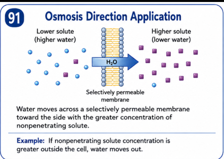 <p>Water moves across a selectively permeable membrane toward the side containing the greater concentration of nonpenetrating solute. </p>
