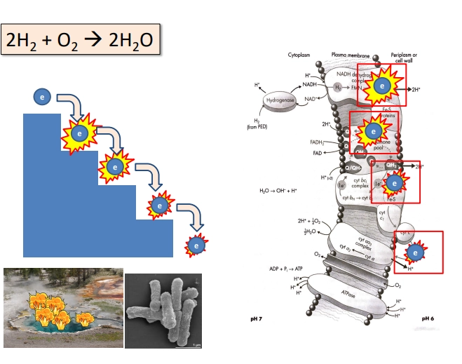 <ul><li><p>O2 oxidant (terminal e acceptor) + H2 Energy Source (Reductant is oxidised) => Energy + H2O</p></li></ul><p>(half rxns)</p><ul><li><p>H2 is oxidised => H2O</p></li><li><p>O2 is reduced => 2H2O</p></li><li><p>these half rxns are seperated within the cell - seperating the Energy into different places, so we dont see a big explosion. enables harvesting along the way for cellular use</p></li><li><p>way too much energy to do in one step, so is broken down into many to be manageable to the cell, providing these bits of energy with each e transfer (thru carriers &amp; intermediates)</p></li></ul><p>(e transport chain)</p><ul><li><p>H2 is oxidised (e removed) => e passed onto NAD+ e carrier to form reduced NADH => e passed through various other e carriers => e loses energy sequentially along the way (as more and more Redox occurs with the e carriers)</p></li><li><p>energy from each transfer of electron, is used to pump H+ out of the cell against its concentration gradient</p></li><li><p>this creates an H+ gradient, with higher conc outside of the cell </p></li><li><p>eventually the e is added to O2 => thus acting as the terminal e acceptor => is reduced to 2H2O</p></li></ul><p>(proton gradient)</p><ul><li><p>H+ comes in through ATPase via passive movement, to restore the balance of concentration. This movement is coupled with the addition of inorganic Phosphate to ADP => forms ATP</p></li><li><p>the energy harvested along the way (each bit of energy from each e transfer used to move a proton against its gradient) is ultimately used to form ATP (usable form of energy for the cell)</p></li></ul><p></p>