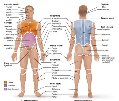 <p>coxal (hip)</p>