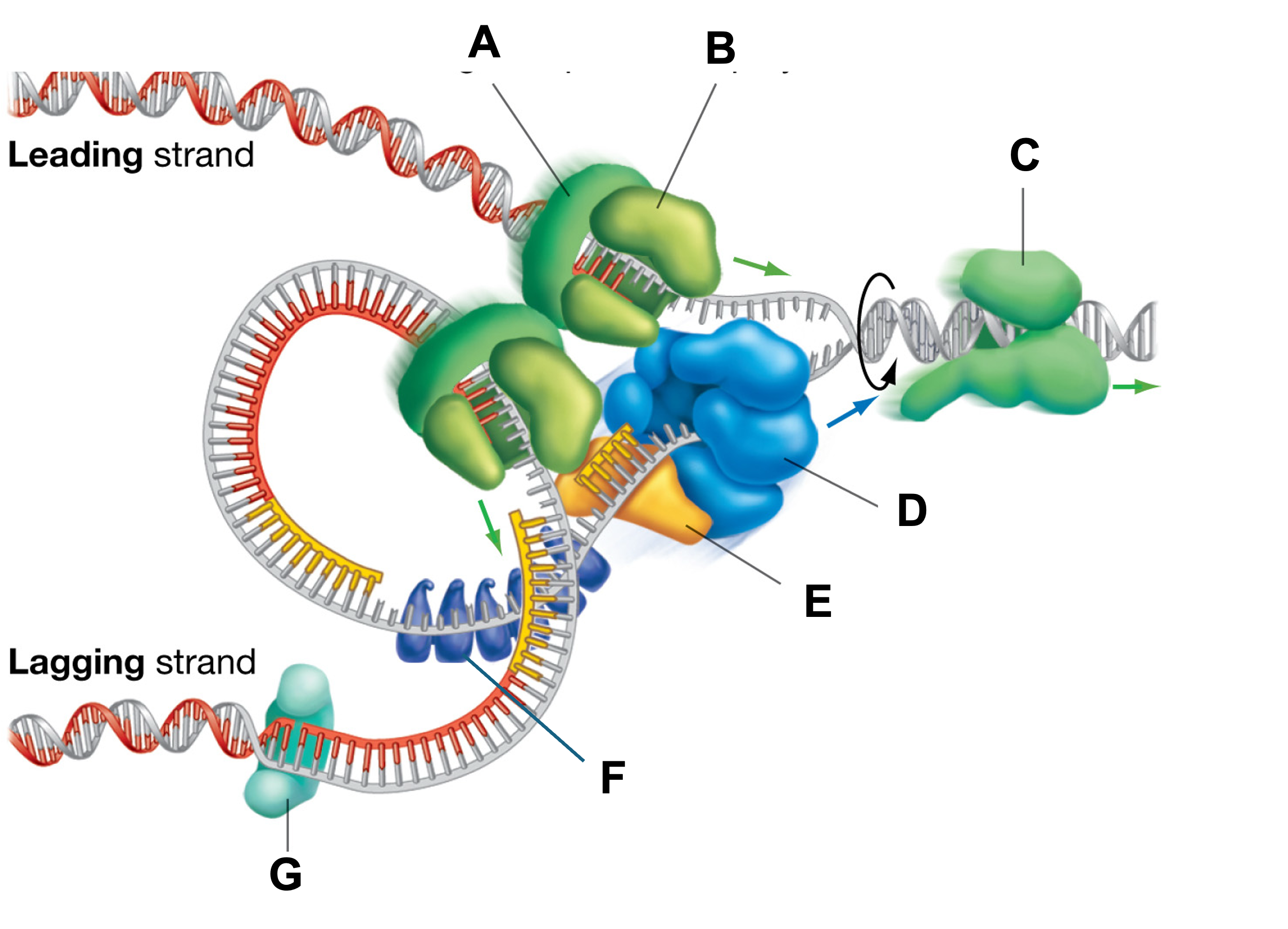 <p>In the figure, which structure causes the two strands of DNA to separate?</p>