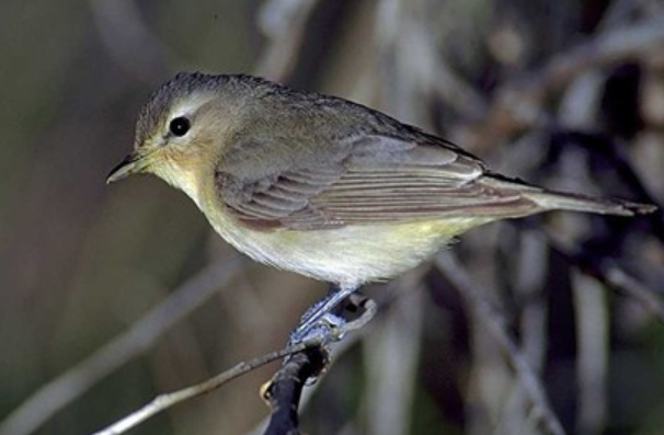 <p>Order: Passeriformes<br>Family: Vireonidae</p>