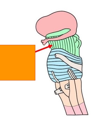 <p>ridges between cerebellum </p>