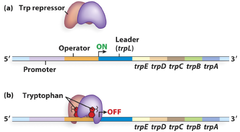 <p>operon of genes related to tryptophan synthesis,</p>