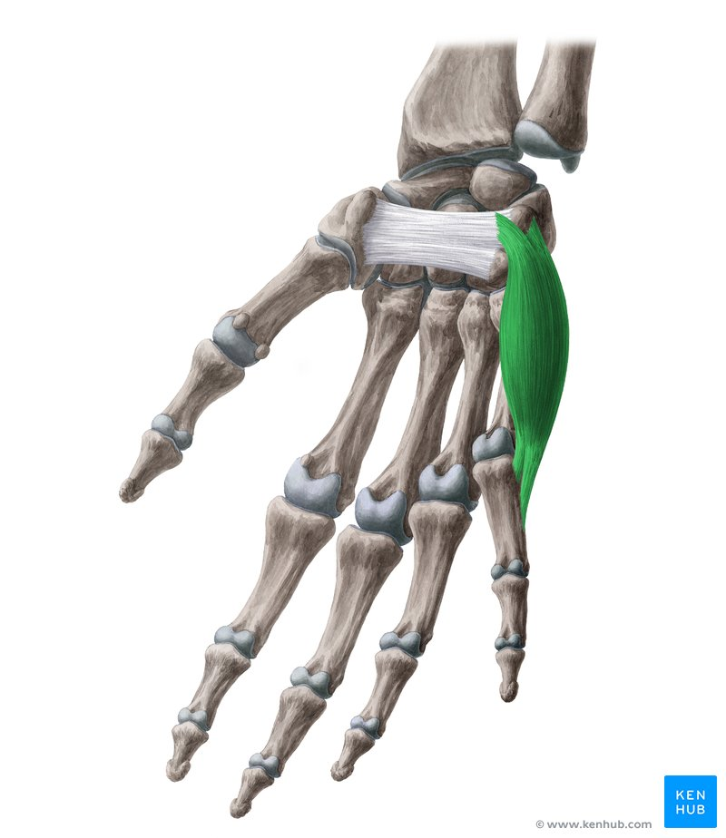 <p>What Muscle?</p>