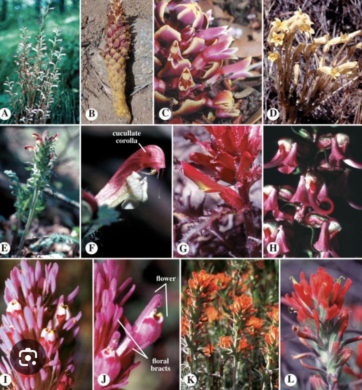 <ul><li><p>Holoparasitic plant</p></li><li><p>Similar to Lamiaceae</p></li></ul><p></p>