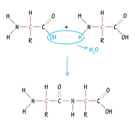 <p>The covalent linking of amino acids, formed in a dehydration synthesis reaction</p>