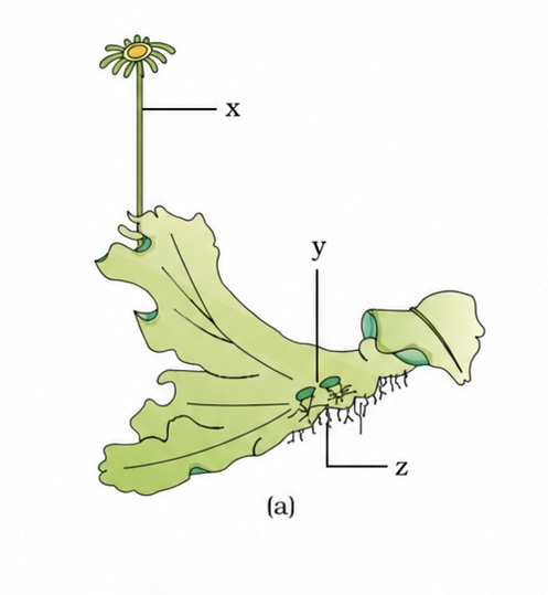 <p>Marchantia (Liverwort) </p>