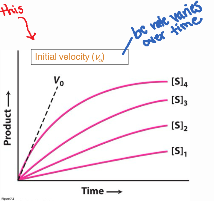 <p>x-axis: time</p><p>y-axis: product</p><p>Each curve = different [S]</p><p>[S<sub>1</sub>] low → slow slope</p><p>[S<sub>4</sub>] high → steep slope</p><p>Initial velocity is the slope at the very beginning of the curve, dashed line before curve starts bending. v0​=d[P]/​dt at t = 0</p><p>Initial is only at beginning because rate changes over time</p>
