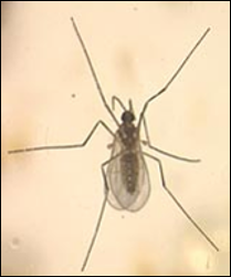 <p>Identify the insect, <strong>order</strong>, and mouthparts</p>