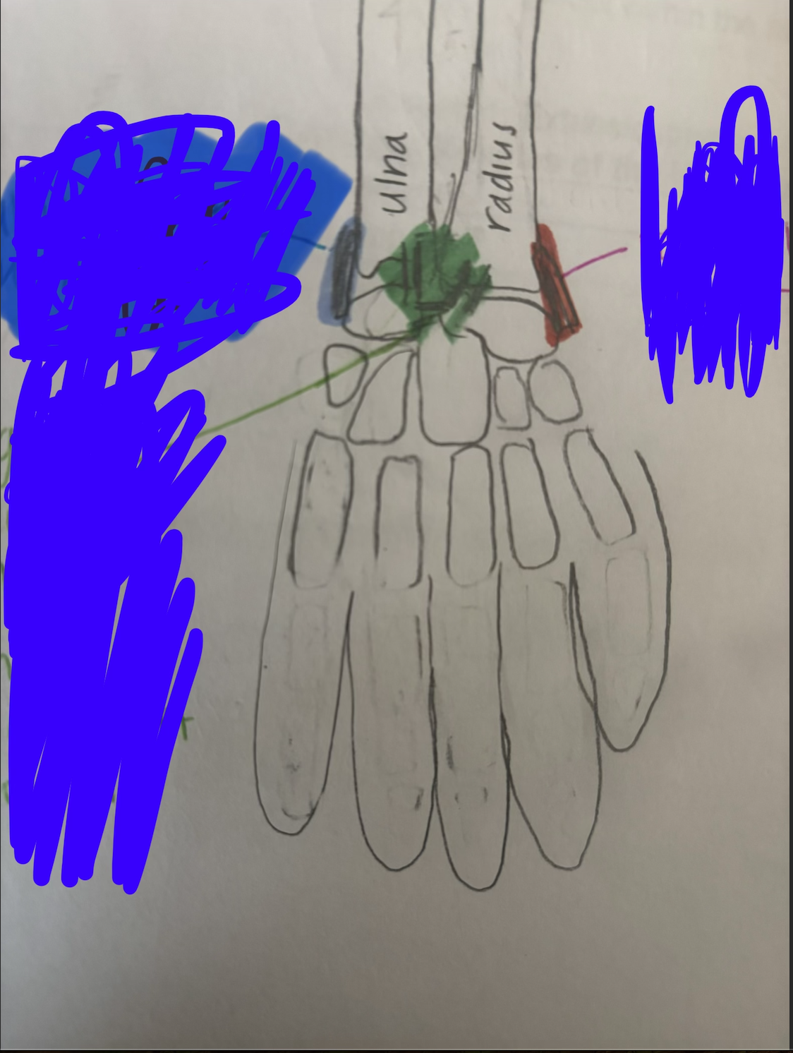 <p>name the green muscle</p>