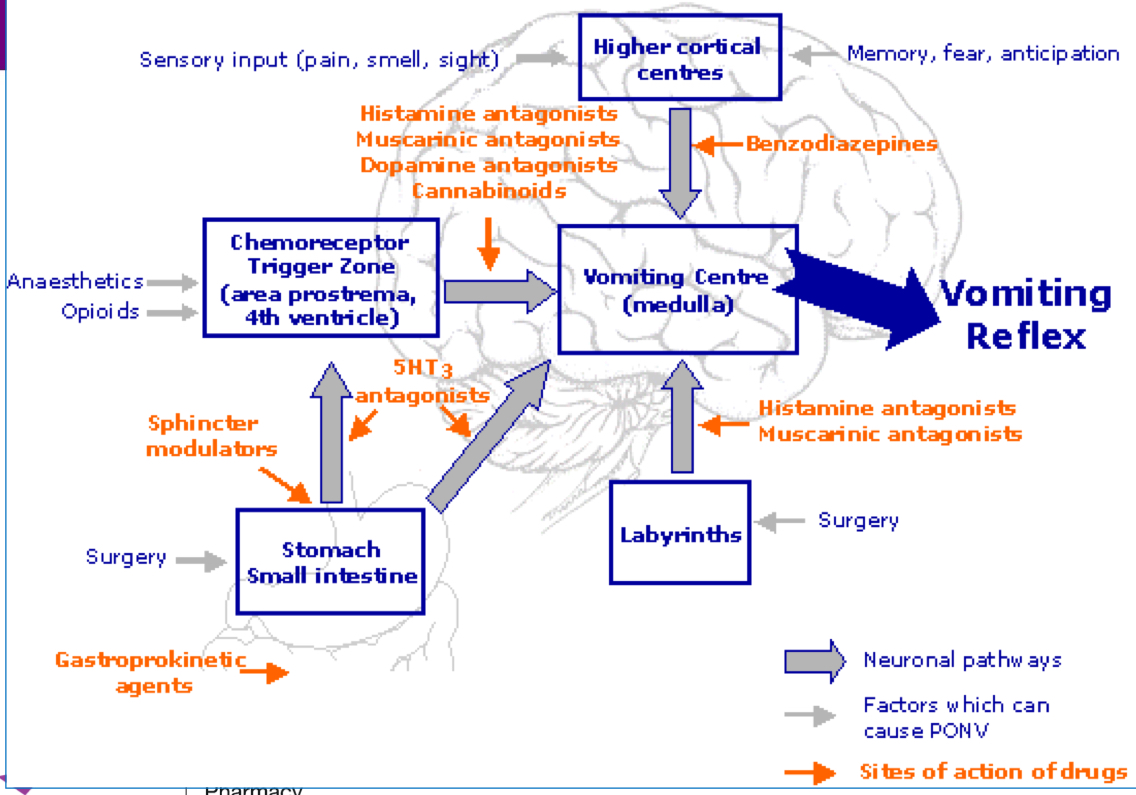 <ul><li><p>Patient - age, gender, anxiety, history of PONV</p></li><li><p>Surgery - GI surgery, long surgeries </p></li><li><p>Anaesthestic - general has a higher risk than local </p></li><li><p>Post op</p></li></ul><p>Cyclosine are first line agents used</p>