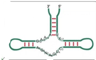 <p>RNA acting as an enzyme (<strong>catalytic</strong>). Small RNA motif that forms via 3 stems around a core of non-complementary bases. Autocleaves with the help of a Mg ion, forming a 2’,3’ cyclic phosphate (same as alkaline hydrolysis). </p>
