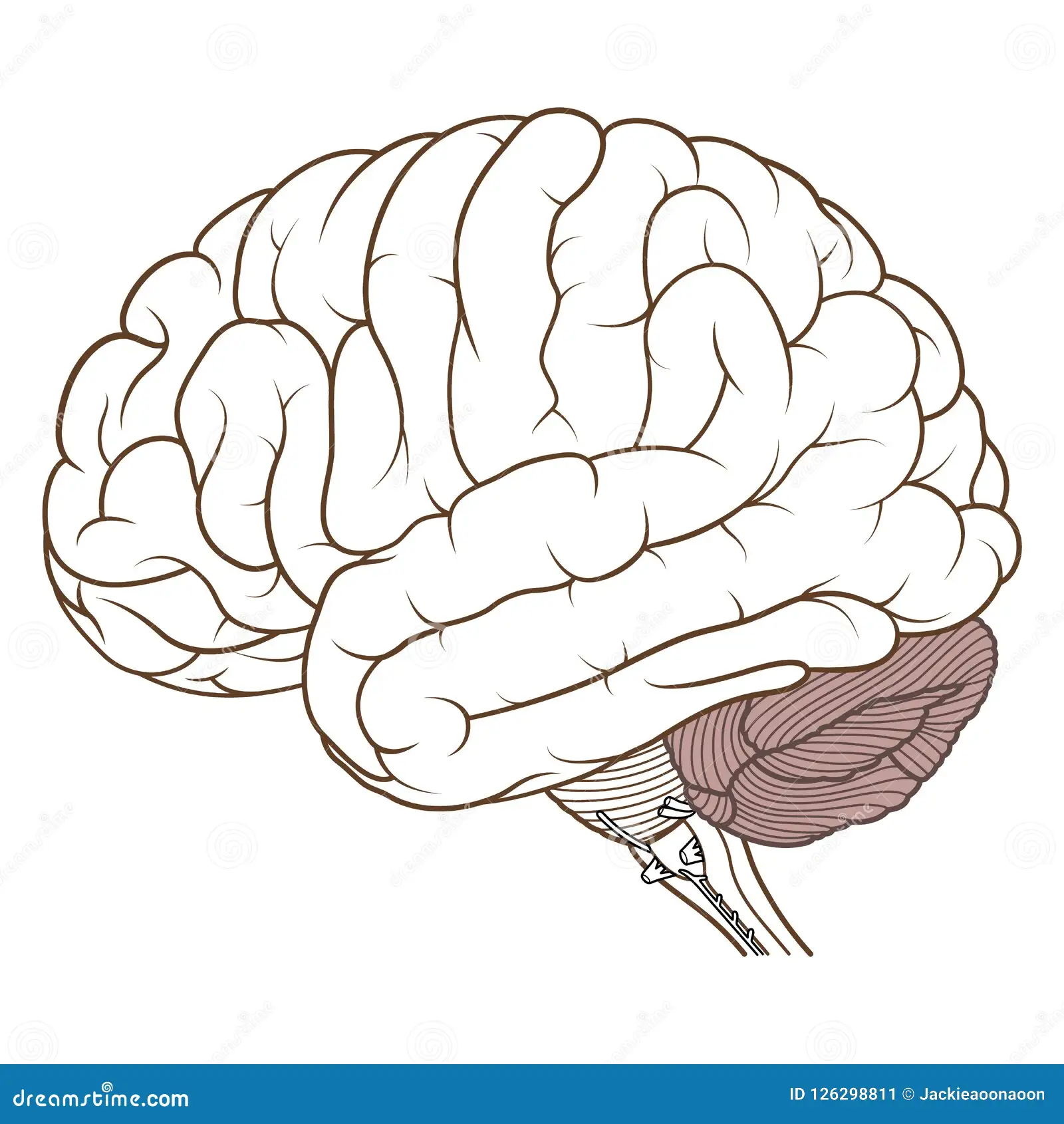 <p>What is this part of the brain called?</p>