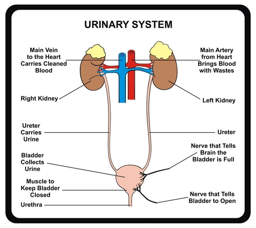<p>Kidneys, ureters, urinary bladder, and urethra</p>