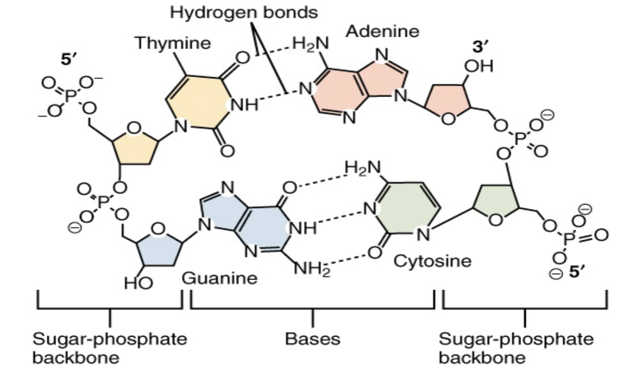 <ul><li><p>adenine (A) and guanine (G) are double ringed purines</p></li><li><p>cytosine (C), thymine (T), and uracil (U) are single-ringed pyrimidines</p></li><li><p>in DNA, A pairs with T and G pairs with C</p></li><li><p>in RNA, A pairs with U and G pairs with C</p></li></ul><p></p>