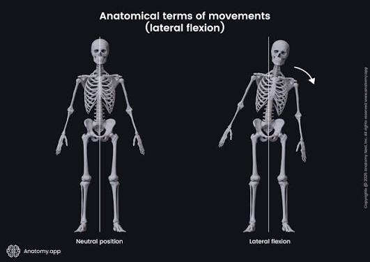 <p><strong>tilting </strong>your upper body or head <strong>to the side</strong></p><ul><li><p>detail: bending the <em>neck or body</em> to the <em>left or right</em></p></li></ul><p></p>