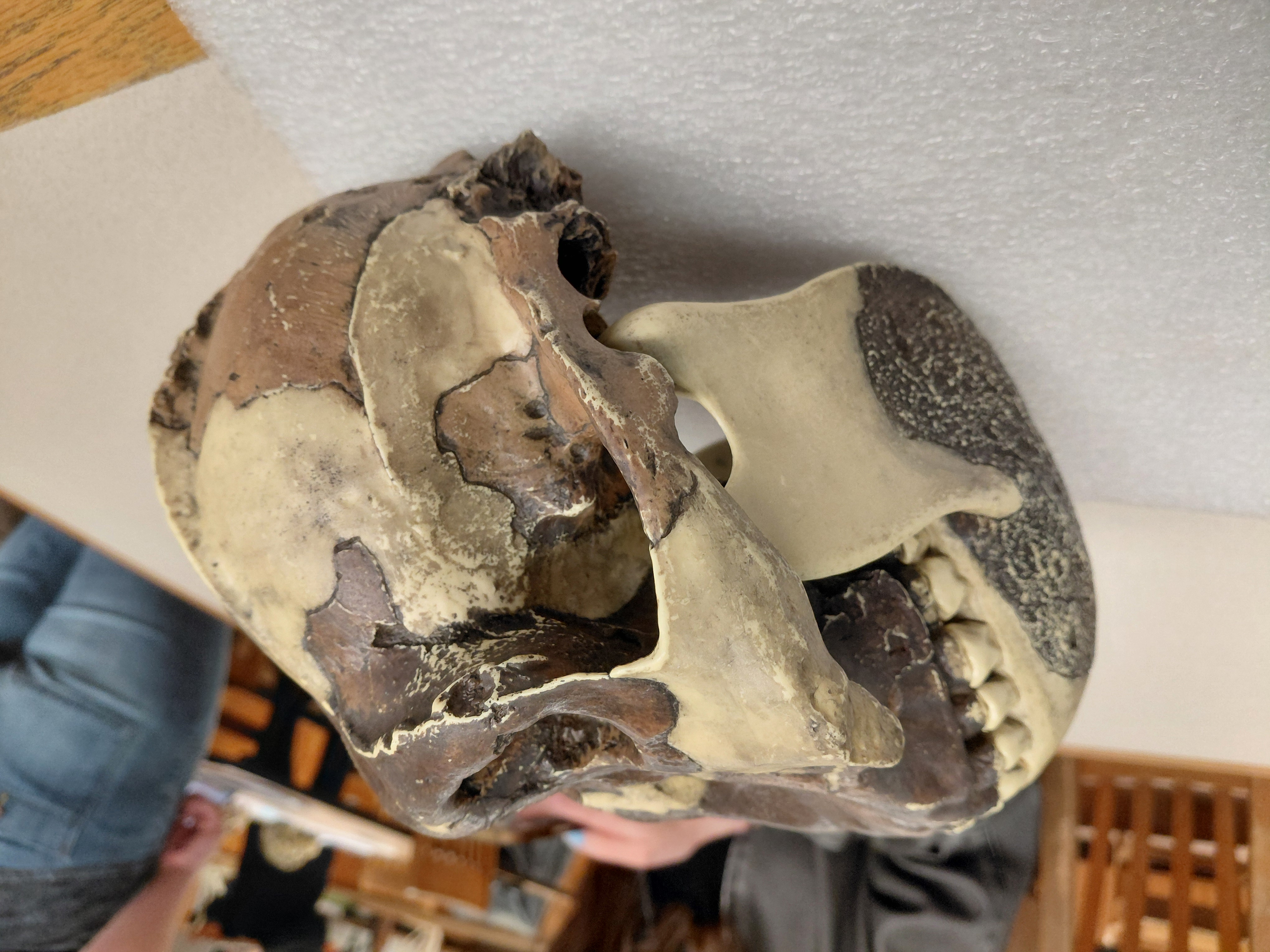 <p>Paranthropus!</p><p></p><p>Distinguishing Features:</p><ul><li><p>Massive jaws</p></li><li><p>Megadontia</p></li><li><p>Molarized premolars</p></li><li><p>Flaring zygomatics</p></li><li><p>Sagittal crest</p></li><li><p>More robust compared to Austalopithecus</p></li></ul><p></p>