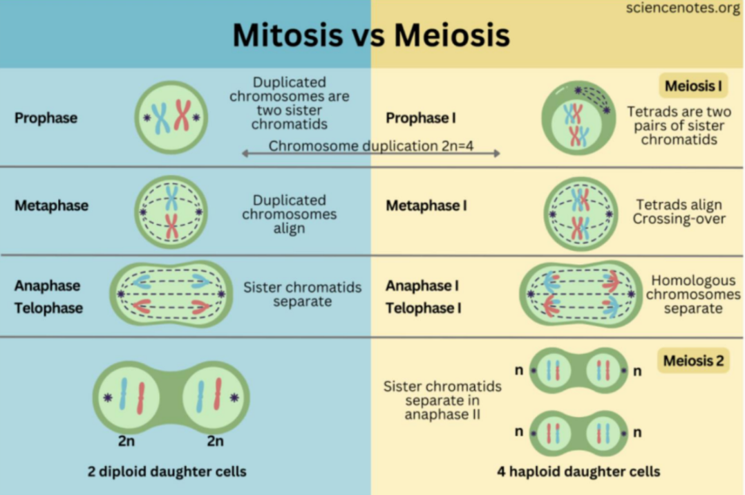 <p><span style="background-color: transparent;"><u>In mitosis:</u></span></p><ul><li><p><span style="background-color: transparent;">Duplicated chromosomes (sister chromatids) align individually at the metaphase plate, and during anaphase, they are separated and pulled to opposite poles.</span></p></li><li><p><span style="background-color: transparent;">This results in two genetically identical daughter cells, with the same chromosome number as the parent. (diploid cell to diploid cell)</span></p></li></ul><p><span style="background-color: transparent;"><u>In meiosis</u>, there’s two rounds.&nbsp;</span></p><ul><li><p><span style="background-color: transparent;">In meiosis I, homologous chromosomes (each consisting of 2 sister chromatids) pair up and align together, and then the homologous chromosomes (not sister chromatids) are separated.</span></p></li><li><p><span style="background-color: transparent;">This reduces the chromosome number by half (diploid cell to hapolid cell).</span></p></li><li><p><span style="background-color: transparent;">In meiosis II, the process resembles mitosis, where sister chromatids are serrated.&nbsp;</span></p></li><li><p><span style="background-color: transparent;">The final result is four genetically distinct haploid cells.</span></p></li><li><p><span style="background-color: transparent;">The main difference is that meiosis introduces genetic variation, as crossing over occurs between homologous chromosomes (genetic info exchange)</span></p></li></ul><p></p>