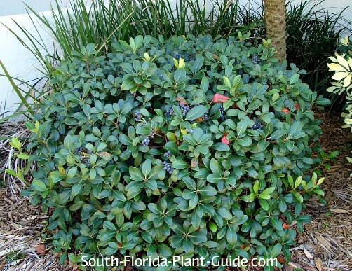 <p>indian hawthorn, <strong>evergreen</strong>, full sun to part shade, leathery, glossy leaves, small bluish-black berries in late summer through winter, flowers: baby pink, five petals in dense clusters, april to may</p>