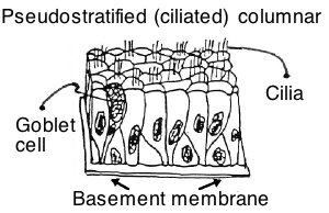 <ul><li><p><span style="background-color: transparent;">Single layer with cell nuclei at different levels</span></p></li><li><p><span style="background-color: transparent;">Appears stratified, but is not </span></p></li><li><p><span style="background-color: transparent;">Simple epithelium </span></p></li><li><p><span style="background-color: transparent;">Function: protection and secretion in upper respiratory tract (trachea) with cilia </span></p></li></ul><p></p>