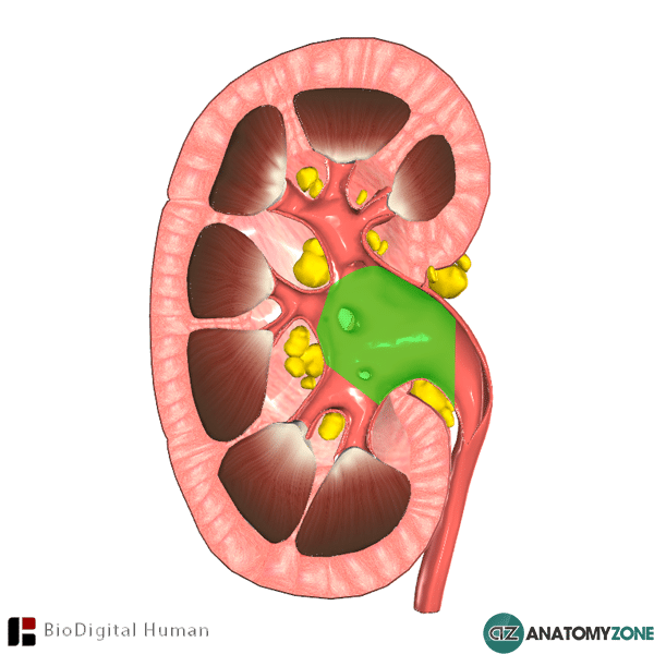 <p>Central collecting chamber within the kidney </p>