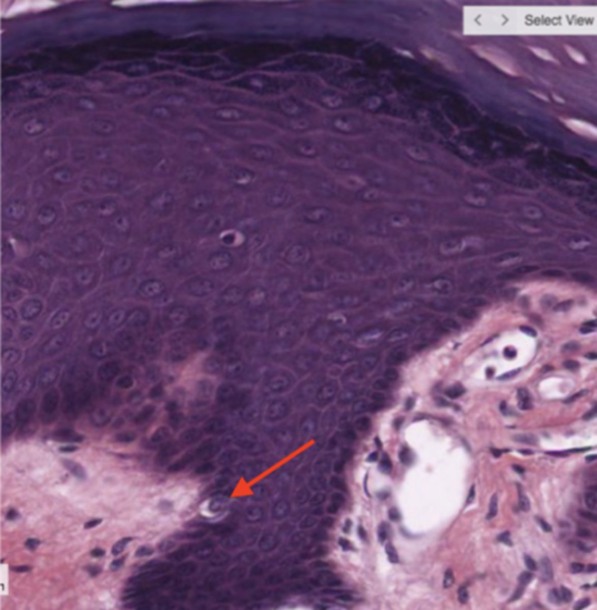 <p>Identify the cell</p>