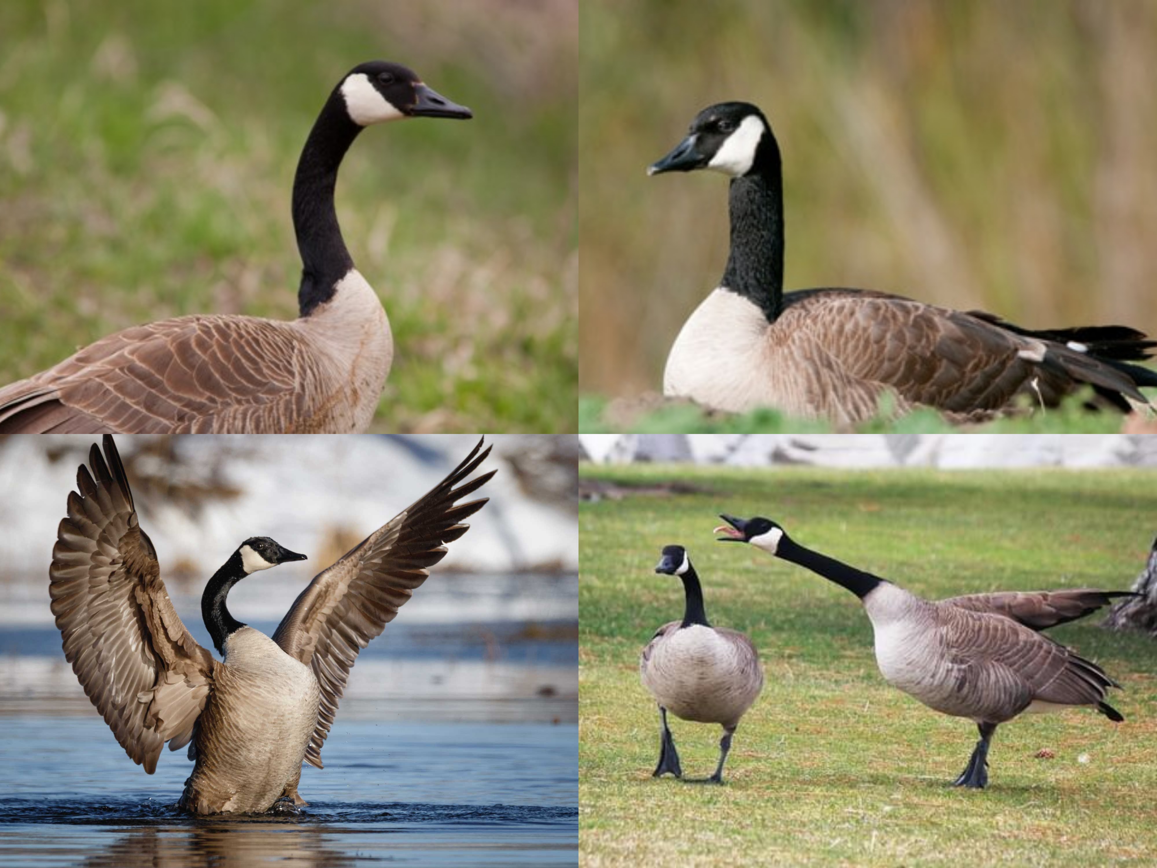 <p>Order: Anseriformes</p><p>CN: Canada Goose</p><p>Alpha Code: CANG</p>