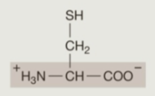 <p><strong>Hydrophilic</strong> (<strong>Polar</strong>) Amino Acids: <strong>Neutral</strong></p>