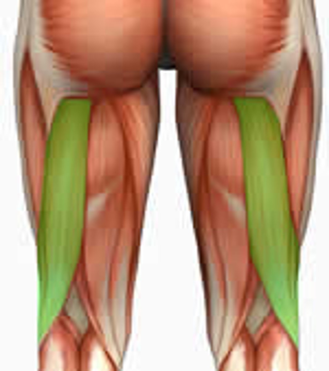 <p>Part of the hamstring group</p><p>Action - flexes leg at the knee and extends thigh at the hip</p><p>Origin of long head - ischial tuberosity</p><p>Origin of short head - linea aspera of femur</p><p>Insertion - head of fibula &amp; lateral condyle of tibia</p>