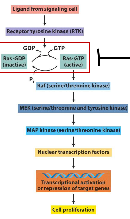 <ul><li><p>recall the role of Ras in receptor tyrosine kinase signaling (RTK) pathways; when RTK is activated, adaptor proteins help load Ras w/ GTP to activate Ras</p><ul><li><p>active Ras then triggers downstream pathways that promote cell growth and division</p></li><li><p>Ras turns off when it hydrolyzes GTP → GDP</p></li></ul></li><li><p><strong><em>let-7</em> family members negatively regulate Ras </strong></p><ul><li><p>if there’s a loss of <em>let-7 → </em>no repression of Ras → increase in cell division</p></li></ul></li></ul><p></p>