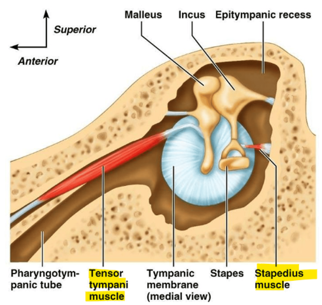 <p>Where does the stapedius nerve of the motor branches (CN VII) run?</p>