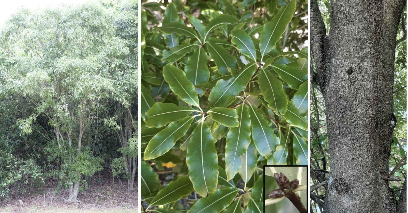 <p><strong>Plant family:</strong> Pittosporaceae<br><strong>Life cycle:</strong> Perennial<br><strong>Key persistence / spread:</strong> Seed<br><strong>Farming systems:</strong> Shelter belts, environmental planting</p><p><strong>How to identify</strong></p><p>This is a small to medium evergreen tree with a dense, rounded canopy. Leaves are oval, smooth‑edged, and leathery, giving the tree a tidy appearance.</p><p>When crushed, leaves release a strong lemon‑like scent, which is the most reliable identification feature.</p><p>New growth is lighter green than mature foliage. Small greenish flowers are produced in clusters, followed by woody seed capsules.</p><p>The tree is commonly used in revegetation and shelter plantings.</p>