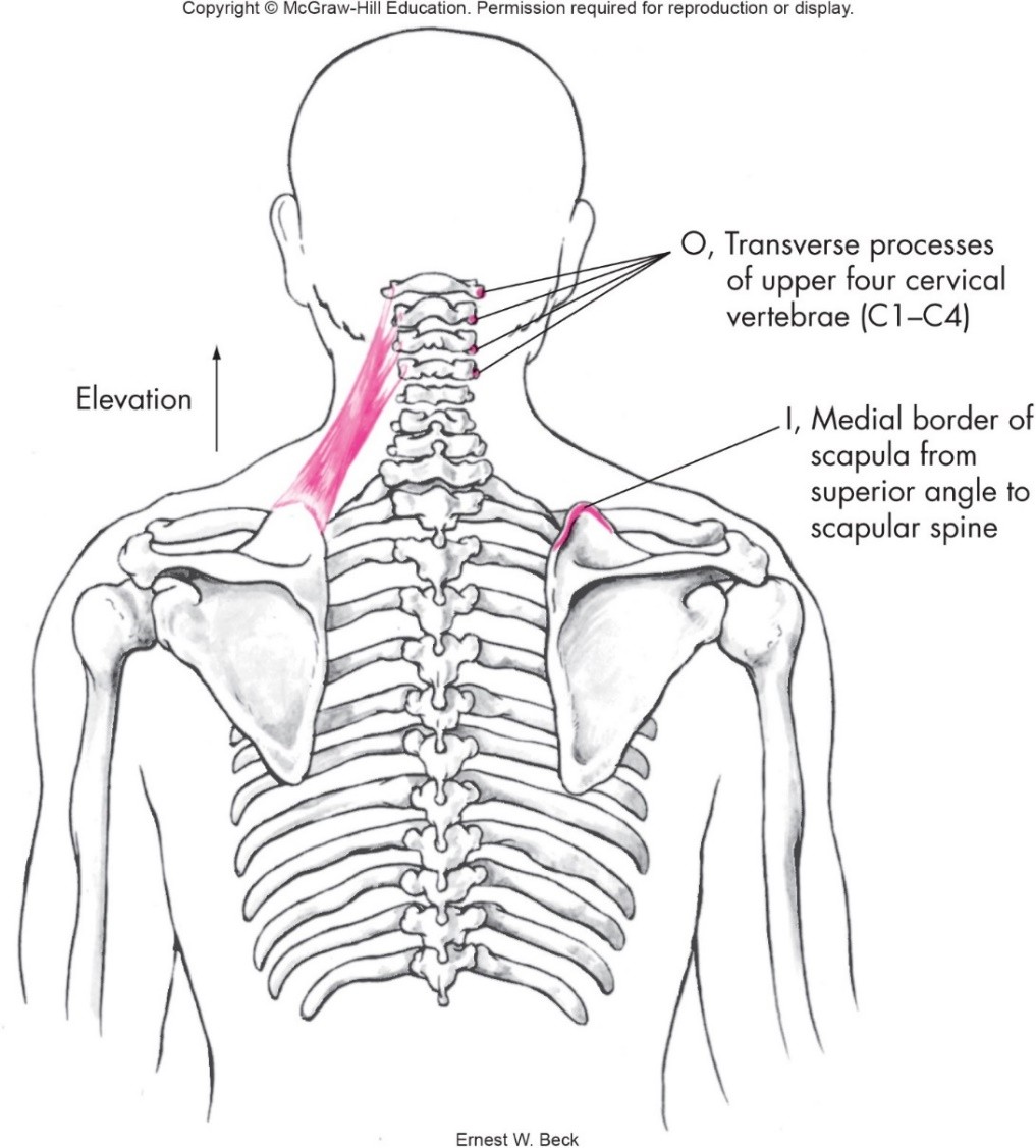<p>Levator Scapulae muscle origin and insertion</p>