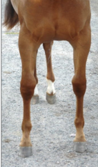 <p>What is this postural fault and what can it be cause from?</p>