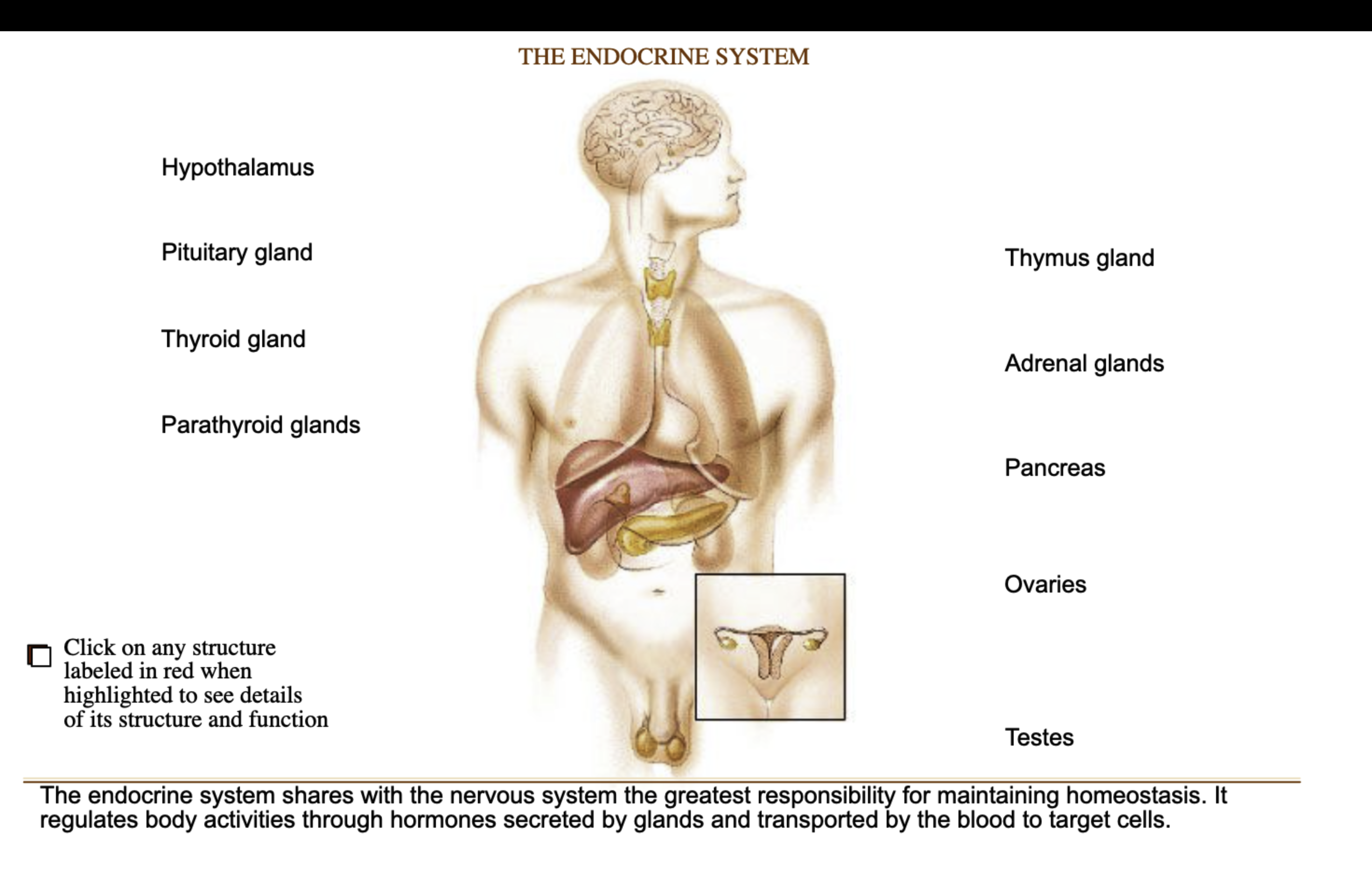 <p><strong>Endocrine System</strong></p>