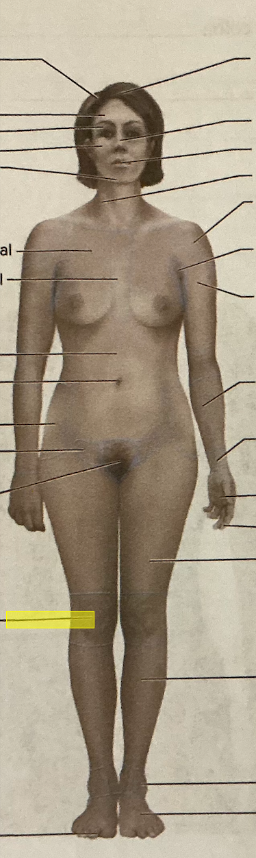 <p>identify the region of the body</p>