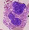 <ul><li><p>granulocyte</p></li><li><p>“eosin stain” - pinkish</p></li><li><p>circulating phagocytic cells</p></li><li><p>important in innate immunity from <strong>worm</strong> parasites (helminths)</p></li></ul><p></p>
