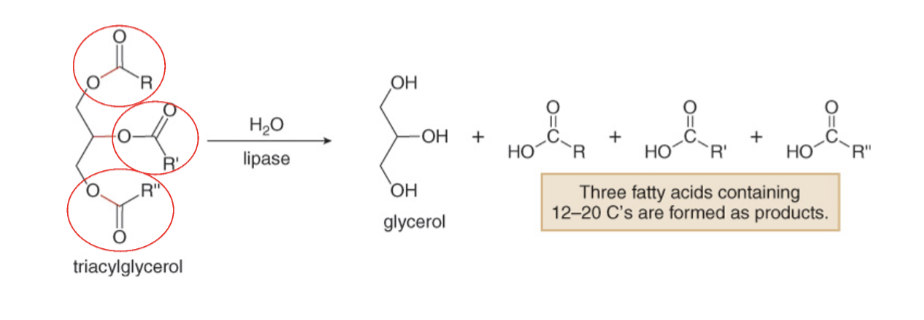 <p>A triacylglycerol is a triester containing three long hydrocarbon side chains</p><p>(Typically, the R groups have 12-20 C’s) .</p><p> Metabolism of a triacylglycerol: Hydrolysis of three ester linkages forms Glycerol and</p><p>three long-chain fatty acids.</p><p> Hydrolysis of a Lipid is the same as the Hydrolysis of an Ester Hydrolysis.</p><p> This lipid hydrolysis is catalyzed by the enzyme lipases</p>