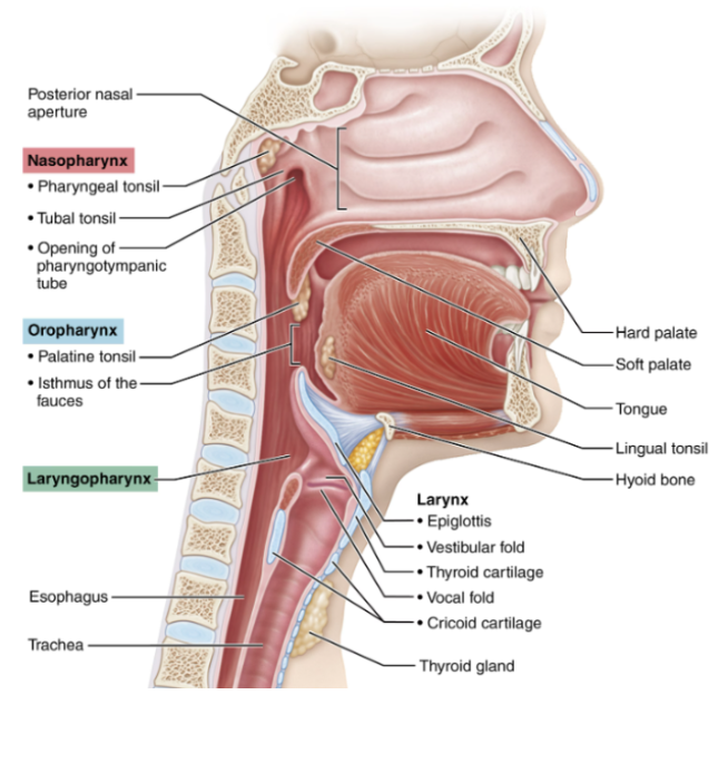 <ul><li><p><span style="background-color: transparent;">Located below the sphenoid bone and above the soft palate</span></p></li><li><p><span style="background-color: transparent;">Allows for air passage only</span></p></li><li><p><span style="background-color: transparent;">It’s structure is pseudostratified ciliated columnar epithelium</span></p></li><li><p><span style="background-color: transparent;">Contains pharyngleal tonsil and pharyngotympanic (auditory) tubes, which drain into the middle ear.</span></p></li></ul><p></p>