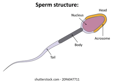 <ul><li><p><strong><em>Koka </em></strong><em>- përbëhet nga bëthama dhe akrozomi. Akrozomi krijohet nga aparati i Golxhit dhe lehtëson depërtimin e spermatozoidit në citoplazmën e qelizës vezë gjatë fekondimit.</em></p></li><li><p><strong><em>Qafa</em></strong><em> që pason me </em><strong><em>pjesën e mesme të spermatozoidit</em></strong><em> që përmban mitokondrie. Mitokondriet janë të pasura me energji (ATP), e domosdoshme për lëvizjen e bishtit.</em></p></li></ul><p></p>