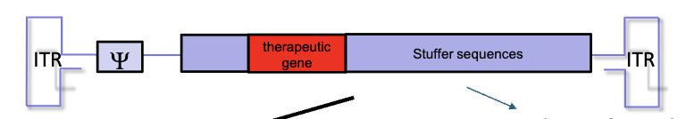 <ul><li><p>have no viral protein genes present</p></li><li><p>contains the therapeutic gene and stuffer sequences to maintain right size for packaging</p></li><li><p>high capacity, can transduce multiple genes</p></li><li><p>extended time of gene expression</p></li><li><p>reduced immunogenicity</p></li></ul><p></p>