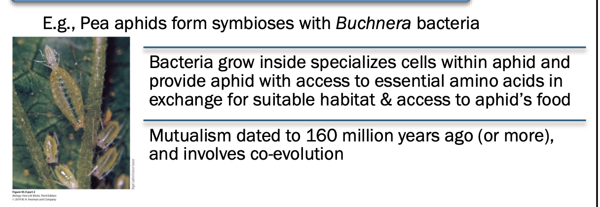 <ul><li><p>close, prolonged interaction between two species, often with one species providing habitat for other species to live in</p></li><li><p><span style="background-color: inherit; line-height: 19.55px; color: windowtext;">Symbiosis</span><span style="line-height: 19.55px; color: windowtext;">&nbsp;</span></p><ul><li><p class="Paragraph SCXO14169988 BCX0" style="text-align: left;"><span style="background-color: inherit; line-height: 19.55px; color: windowtext;">Pea aphids have bacteria to help digest food</span><span style="line-height: 19.55px; color: windowtext;">&nbsp;</span></p></li><li><p class="Paragraph SCXO14169988 BCX0" style="text-align: left;"><span style="background-color: inherit; line-height: 19.55px; color: windowtext;">Get food from whatever the aphid digests</span><span style="line-height: 19.55px; color: windowtext;">&nbsp;</span></p></li><li><p class="Paragraph SCXO14169988 BCX0" style="text-align: left;"><span style="background-color: inherit; line-height: 19.55px; color: windowtext;">Mutualism so tight</span><span style="line-height: 19.55px; color: windowtext;">&nbsp;</span></p><ul><li><p class="Paragraph SCXO14169988 BCX0" style="text-align: left;"><span style="background-color: inherit; line-height: 19.55px; color: windowtext;">Phylogenetic tree and aphid perfectly match</span><span style="line-height: 19.55px; color: windowtext;">&nbsp;</span></p><ul><li><p class="Paragraph SCXO14169988 BCX0" style="text-align: left;"><span style="background-color: inherit; line-height: 19.55px; color: windowtext;">When the aphid speciated so did the microbe</span><span style="line-height: 19.55px; color: windowtext;">&nbsp;</span></p></li><li><p class="Paragraph SCXO14169988 BCX0" style="text-align: left;"><span style="background-color: inherit; line-height: 19.55px; color: windowtext;">= vertical transmission</span><span style="line-height: 19.55px; color: windowtext;">&nbsp;</span></p><ul><li><p class="Paragraph SCXO14169988 BCX0" style="text-align: left;"><span style="background-color: inherit; line-height: 19.55px; color: windowtext;">Microbe from your parent (same for humans)</span><span style="line-height: 19.55px; color: windowtext;">&nbsp;</span></p></li></ul></li></ul></li></ul></li></ul></li></ul><p></p>