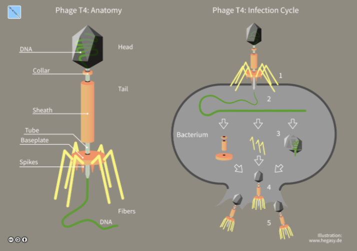 <ul><li><p>Viruses that infect bacterial cells</p><ul><li><p>Injects nucleic acid into a cell, expressing phage to reproduce</p></li></ul></li></ul><p></p>