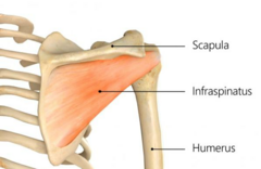 <p>Infraspinous fossa of scapula</p>