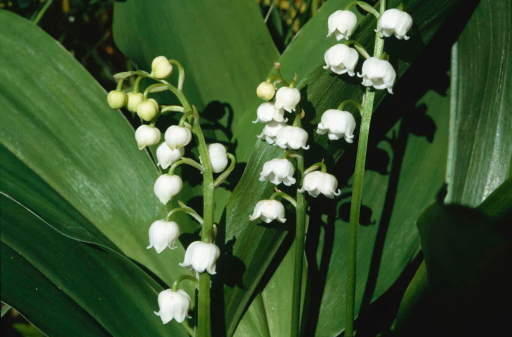 <p>convallaria majalis</p>