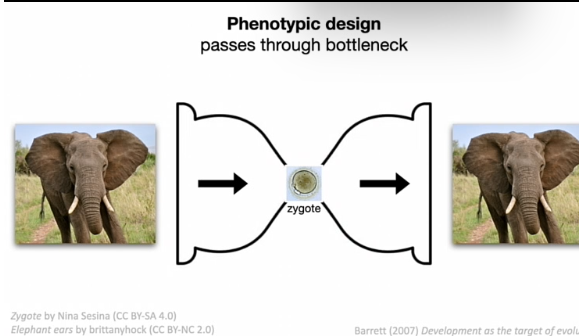 <p>Fenotypisch ontwerp moet door een <strong>ontwikkelings-bottleneck</strong>.</p><p>Proces:</p><p>fenotype → zygote → ontwikkeling → fenotype</p><p>eigenschappen van ontwikkelings mechanismen vanuit perspectief van adaptatie ;; <strong>afhankelijk van de omgeving </strong>waarin die evoleert!!</p>