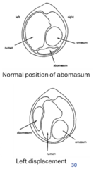 <p>it is between the rumen and the left abdominal wall</p>
