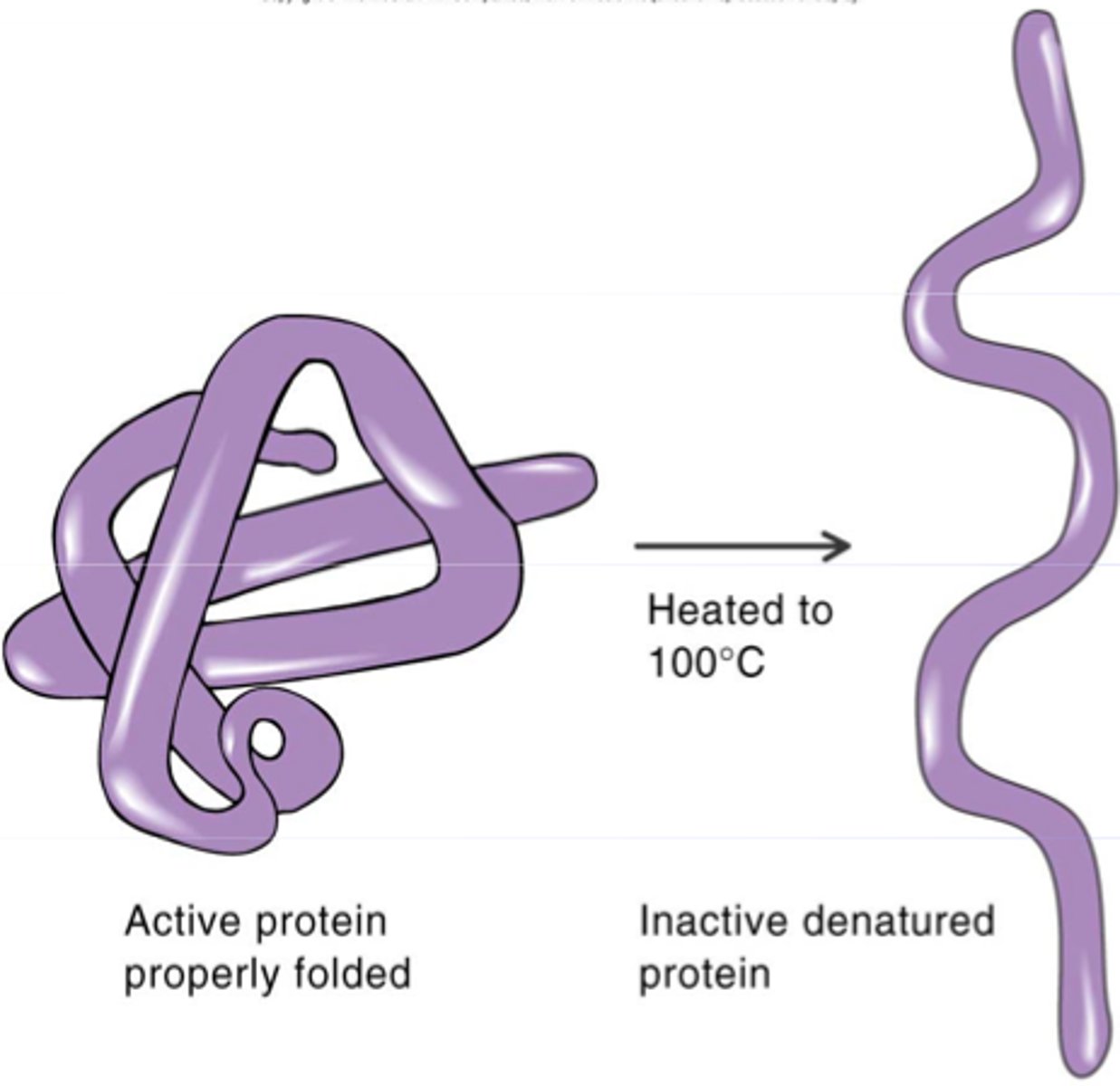 <p>protein/enzyme destruction - losing its specific structure and hence function (structure &amp; function is destroyed); can be caused by changes in pH or salt concentration or by high temperature.</p>