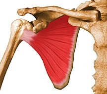 <p>originates on the subscapular fossa of the scapula; inserts on the lesser tubercle of the humers</p>